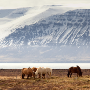 Screenshot-2024-07-16-at-11.51.41 Top 5 Things to Do in Iceland
