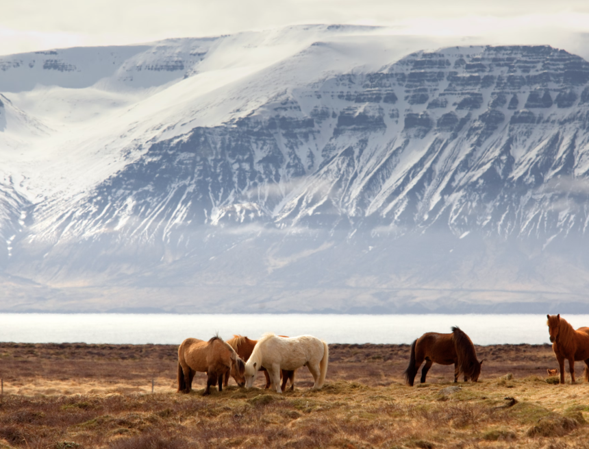 Top 5 Things to Do in Iceland