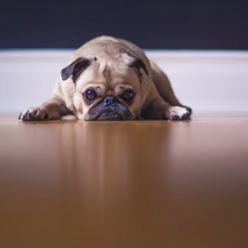 Small Dogs For Apartment Living