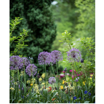 10 Ways to Keep Your Garden Healthy Throughout the Summer