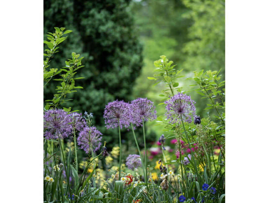 10 Ways to Keep Your Garden Healthy Throughout the Summer
