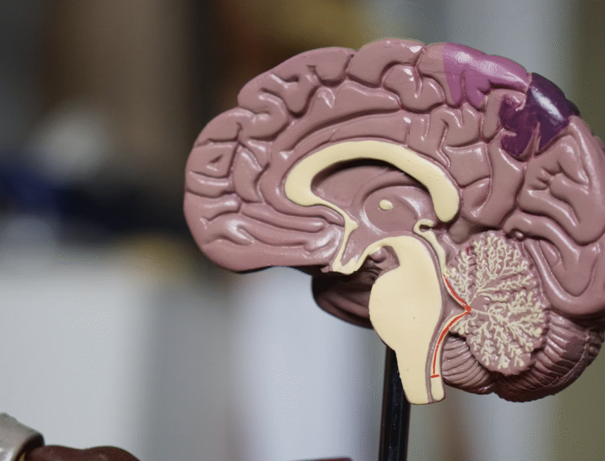 Screenshot 2025-08-16 at 17.59.07 Fueling Your Mind: The Ultimate Guide to Brain-Boosting Foods